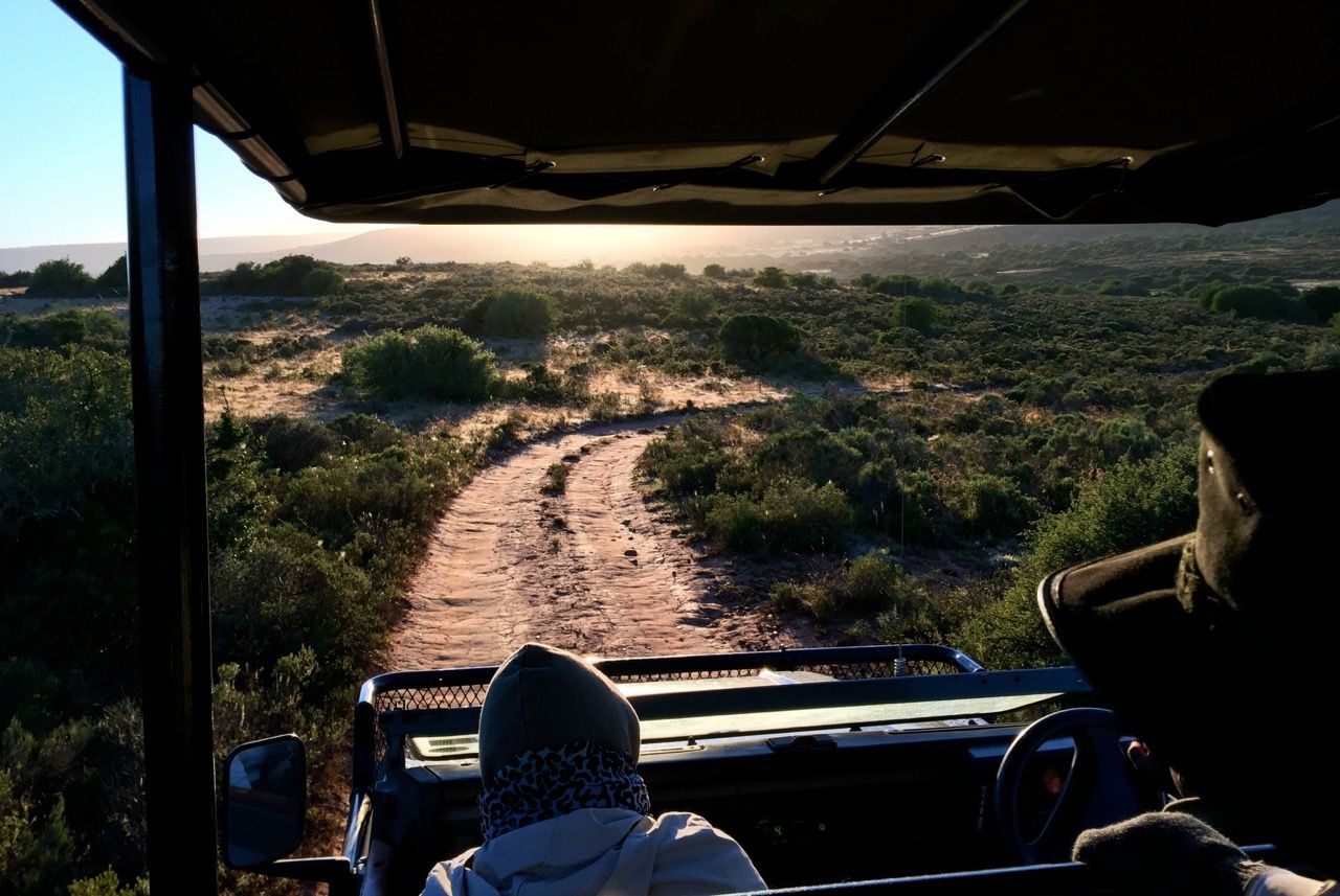 Viewing the wilderness from a land rover.