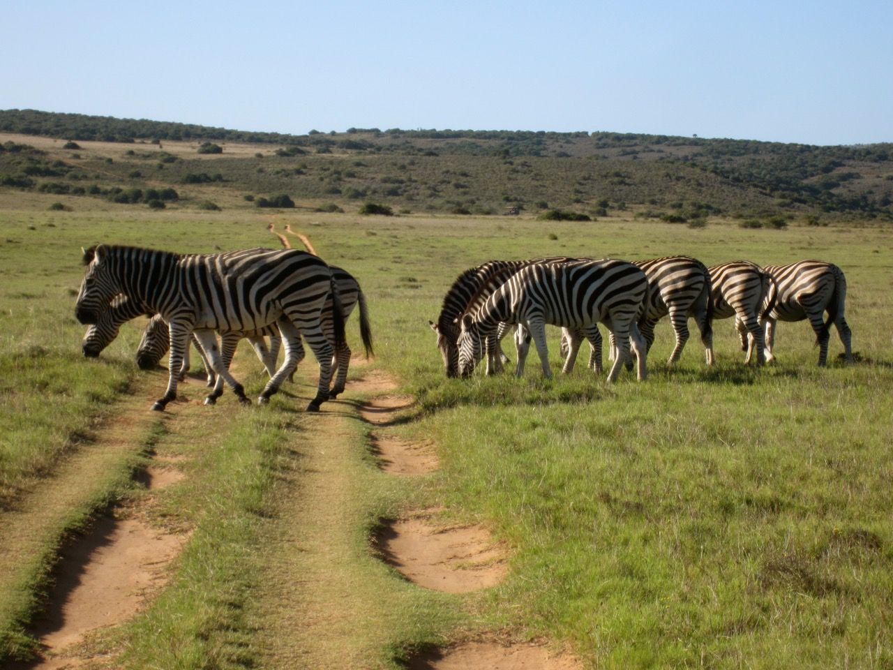Zebras grazing in a field.