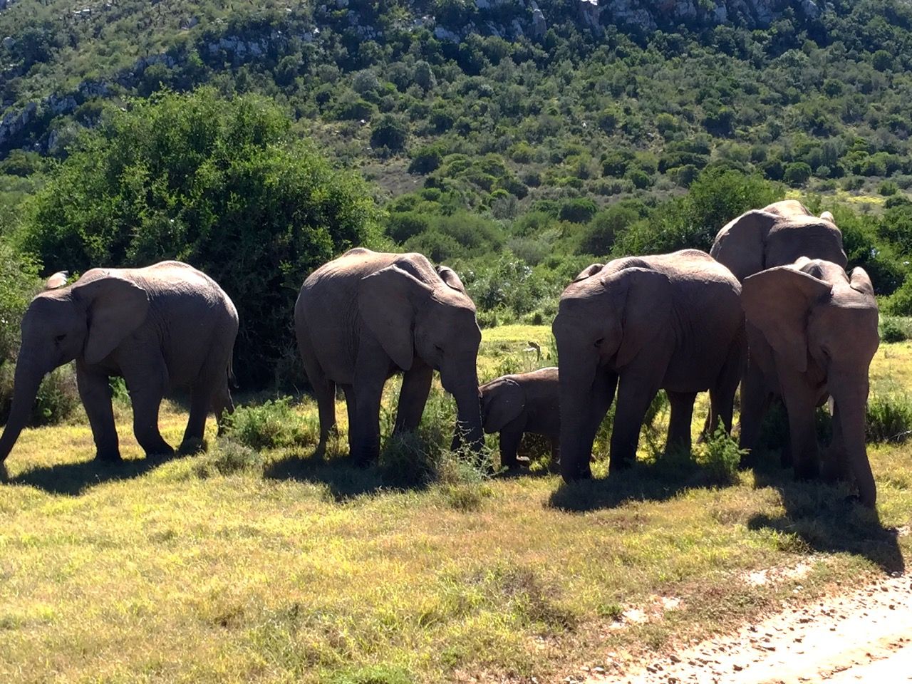 A herd of elephants grazing in a field.
