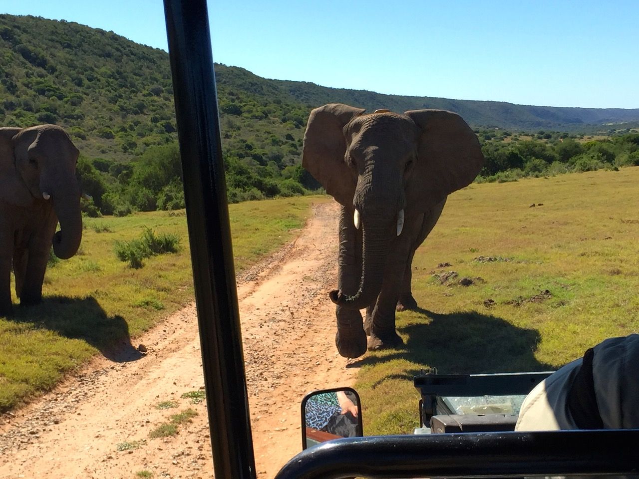 An elephant approaching our vehicle.