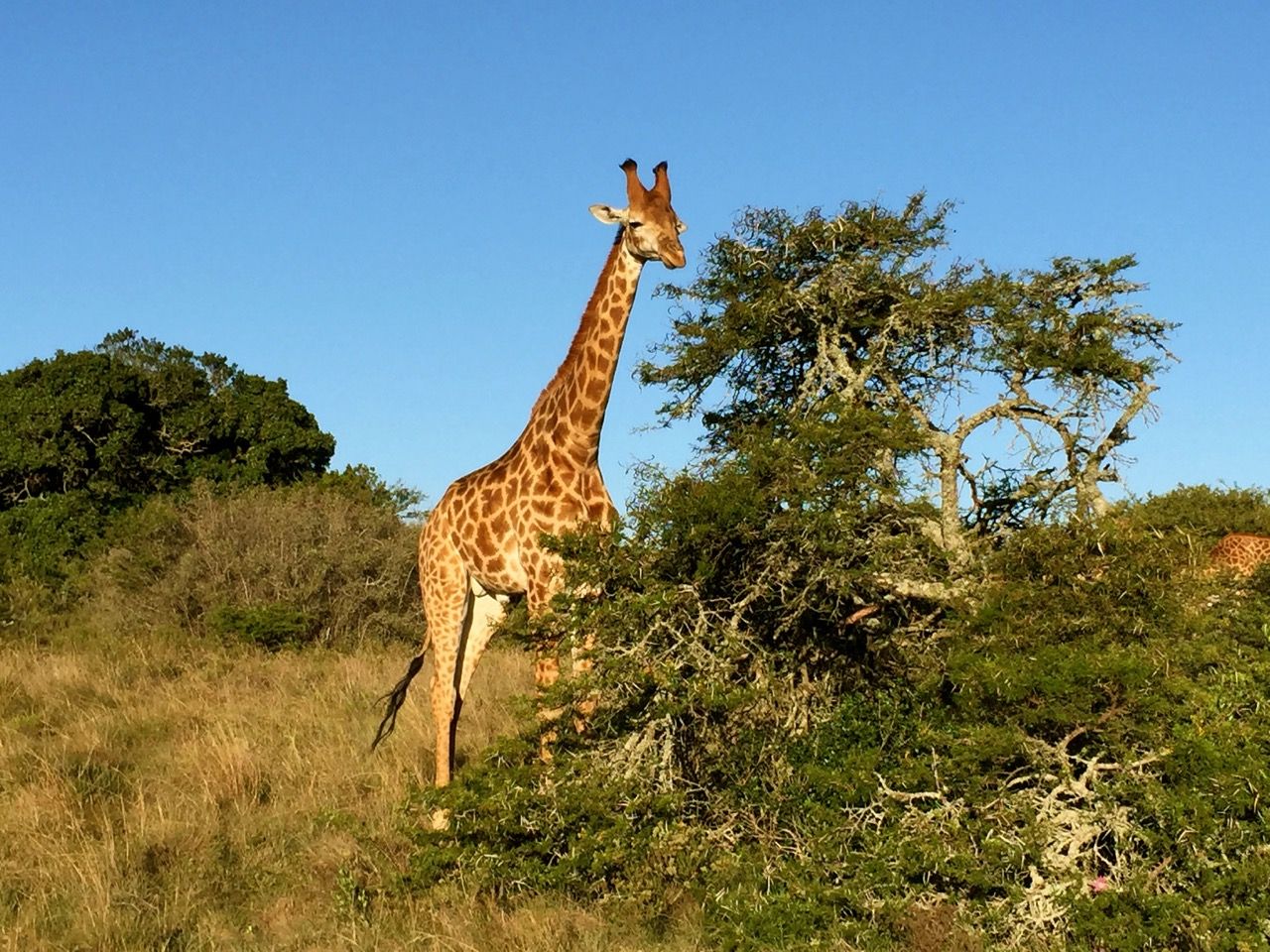 A giraffe grazing on a tree.
