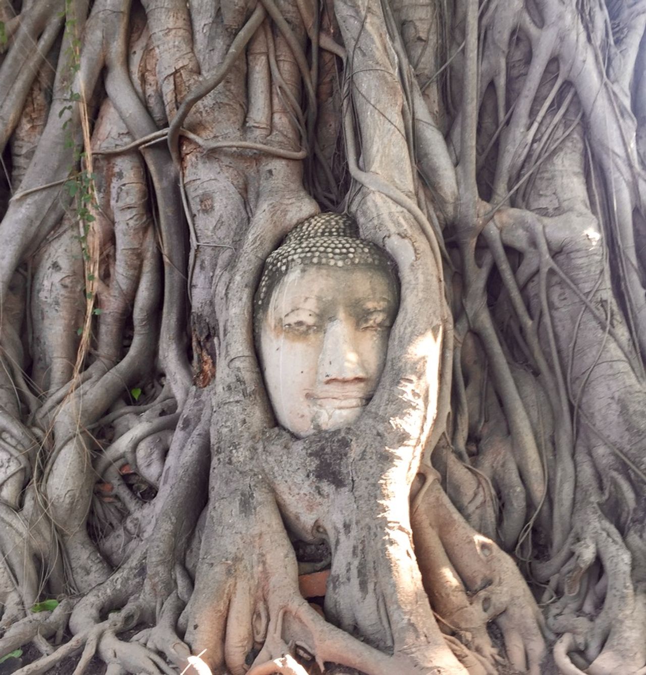 A stone Buddha head with trees growing around it.