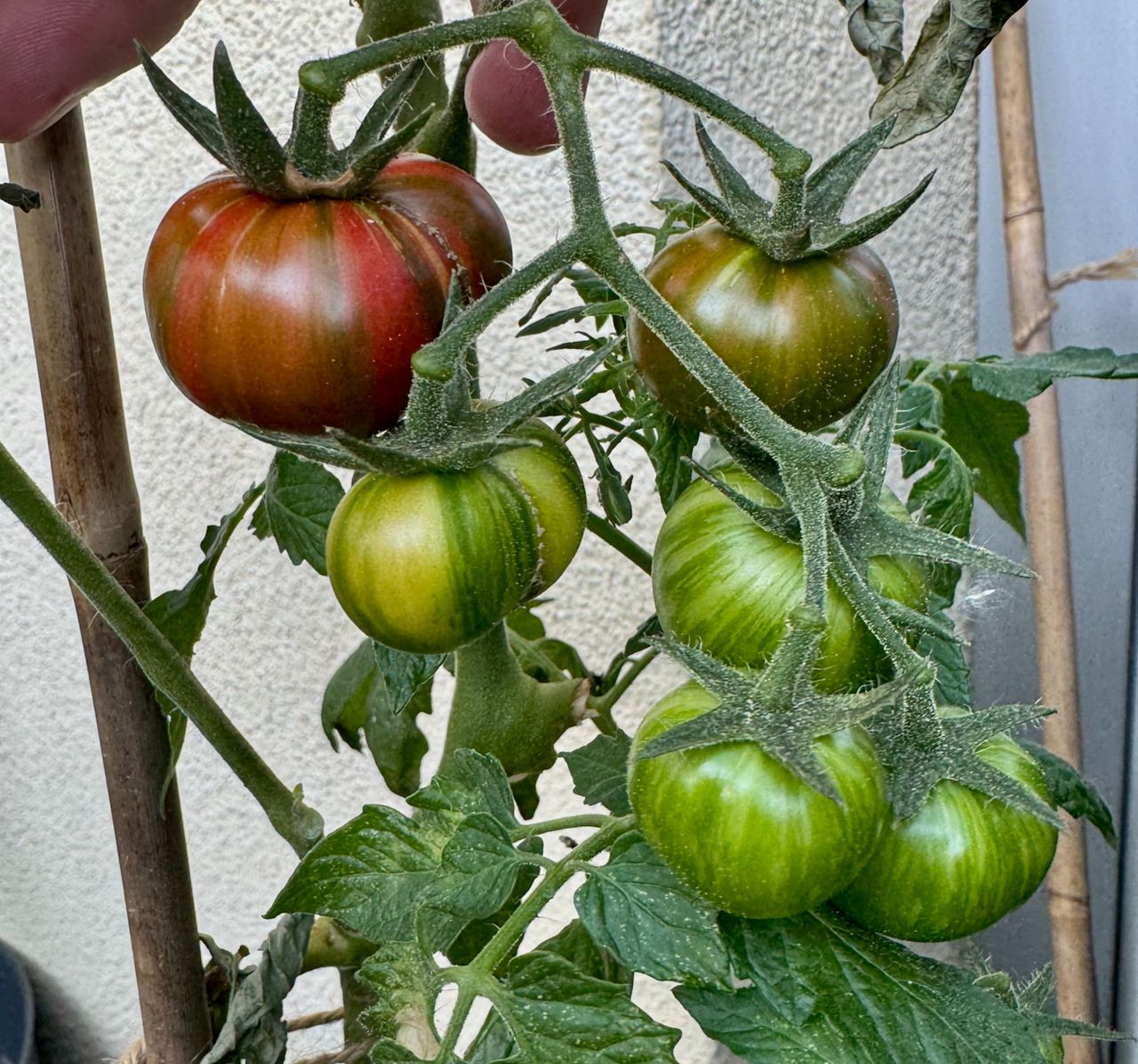 purple bumblebee cherry tomatoes in various stages of ripeness