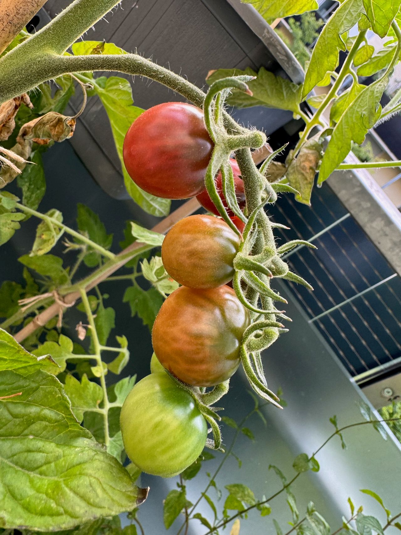 black opal cherry tomatoes in various stages of ripeness