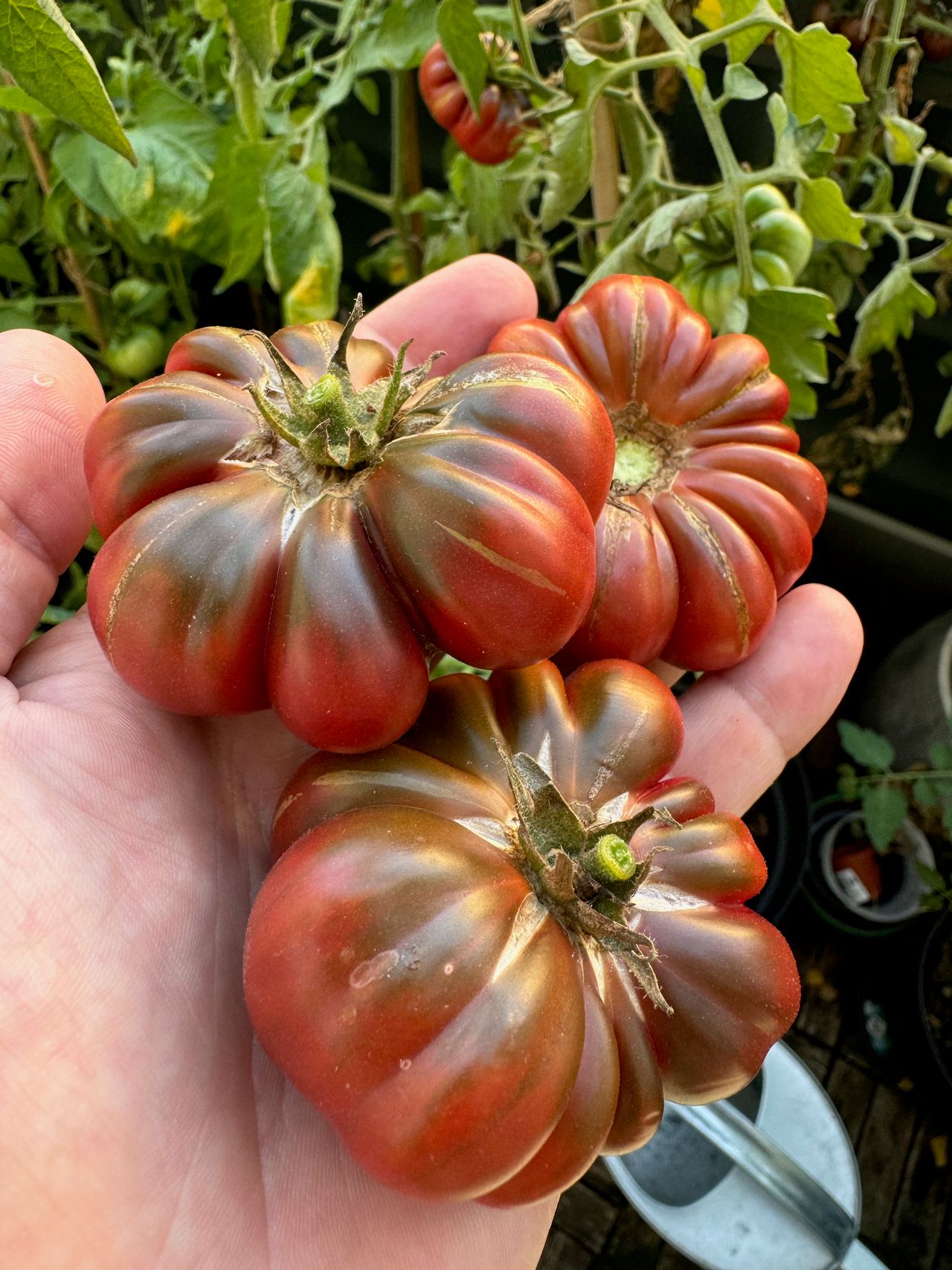 three cherokee purple tomatoes in the palm of a hand