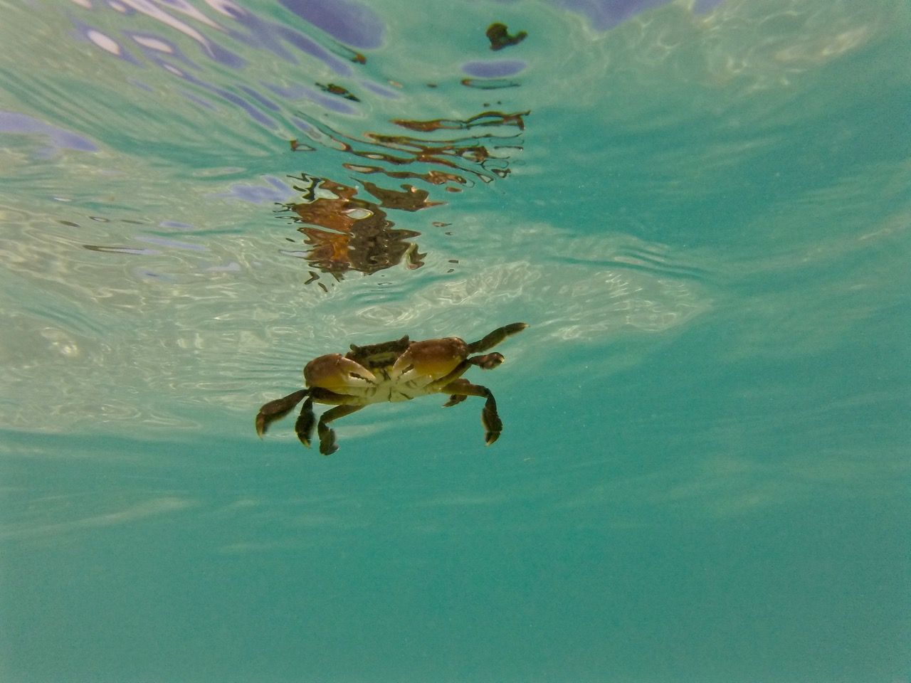 Crab swimming in water.