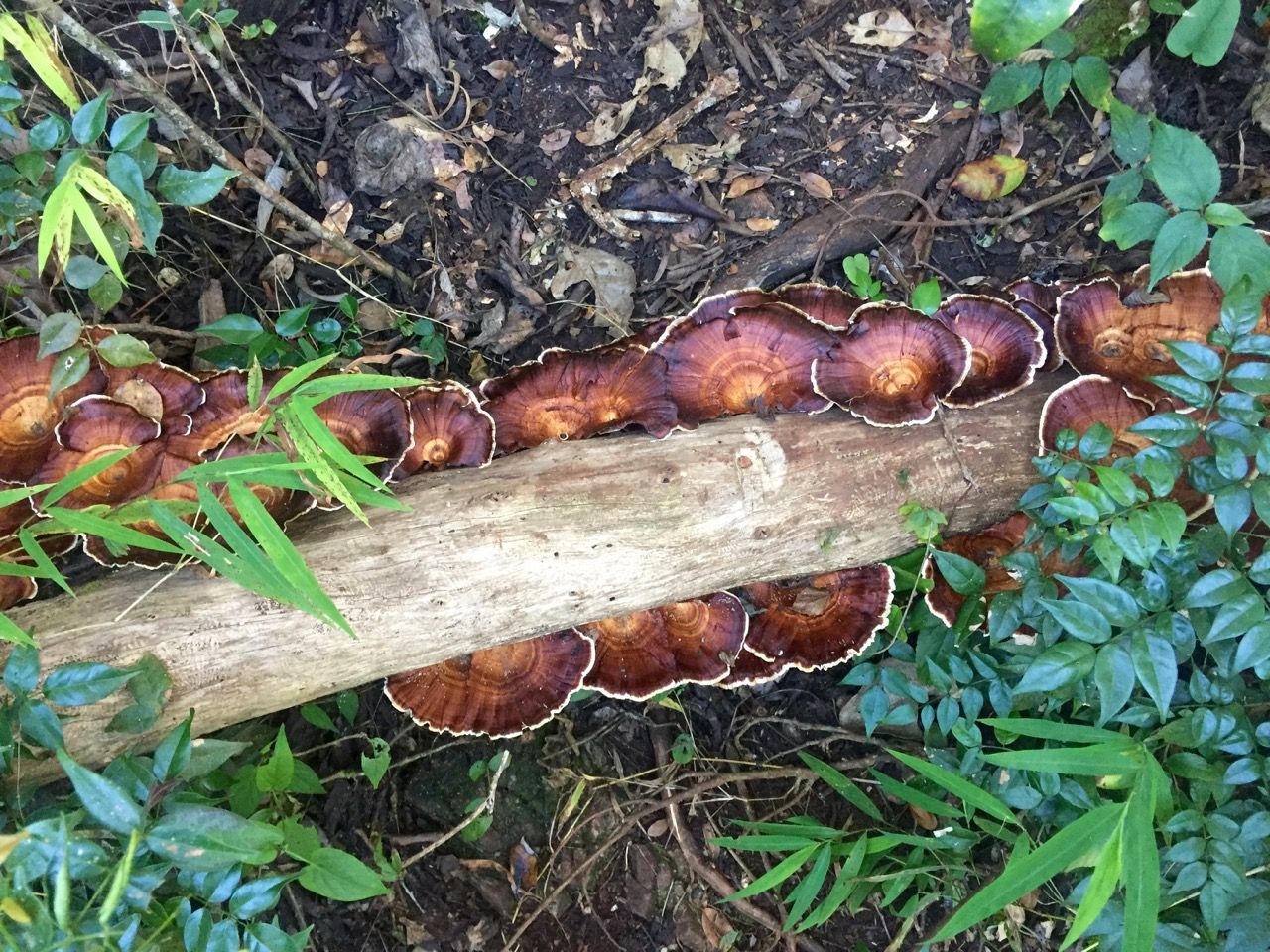 Mushrooms growing along a log.
