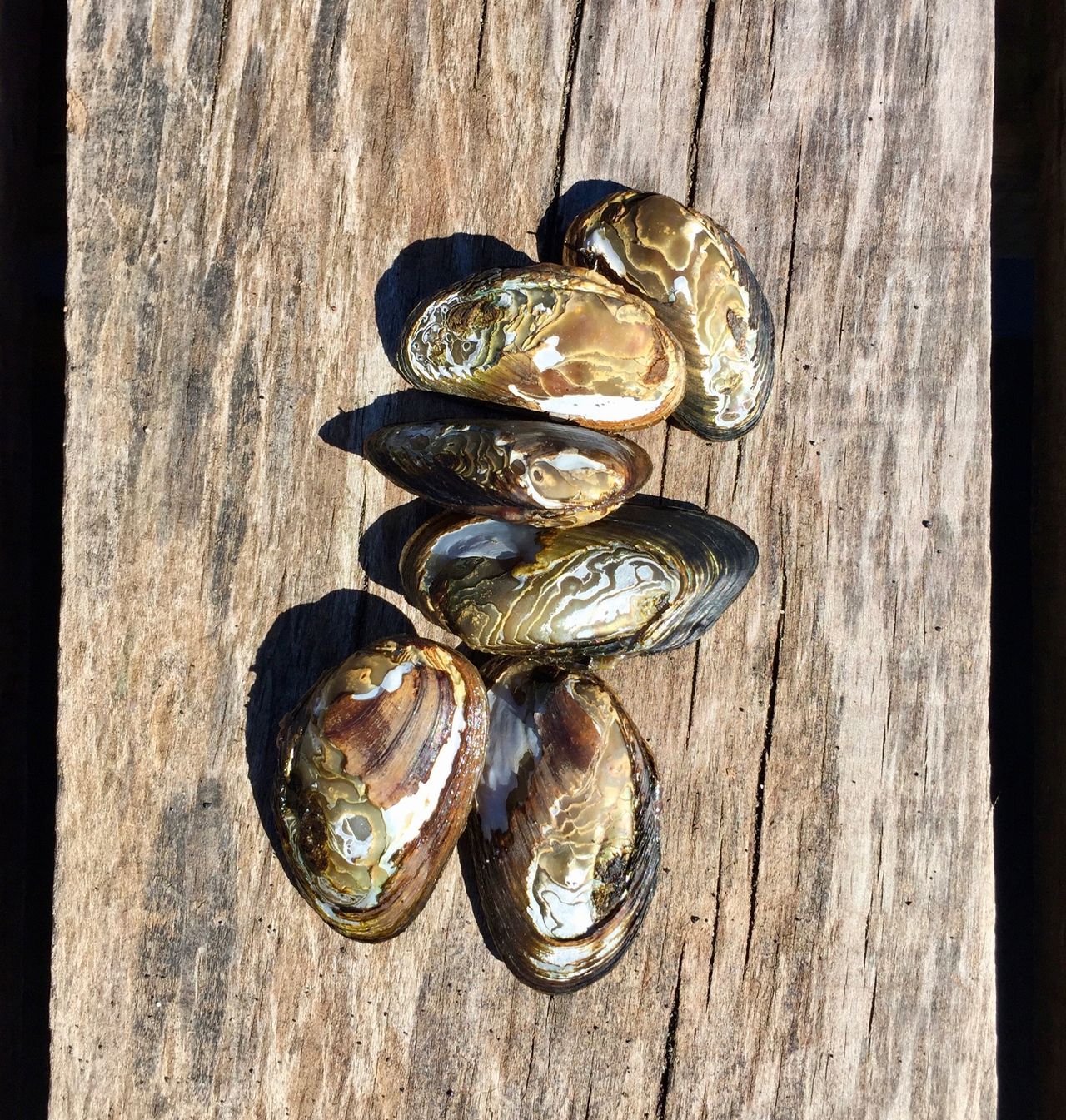 Mussels on a dock.