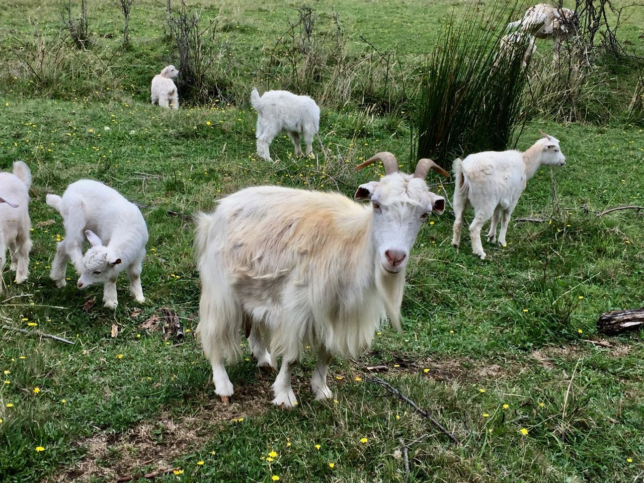 Curious goats