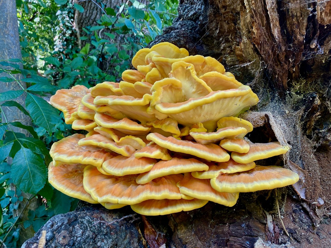 A close-up of a fully-bloomed specimen of Laetiporus sulphureus featuring about 10 layers, all emerging from the bottom end of an overturned tree.