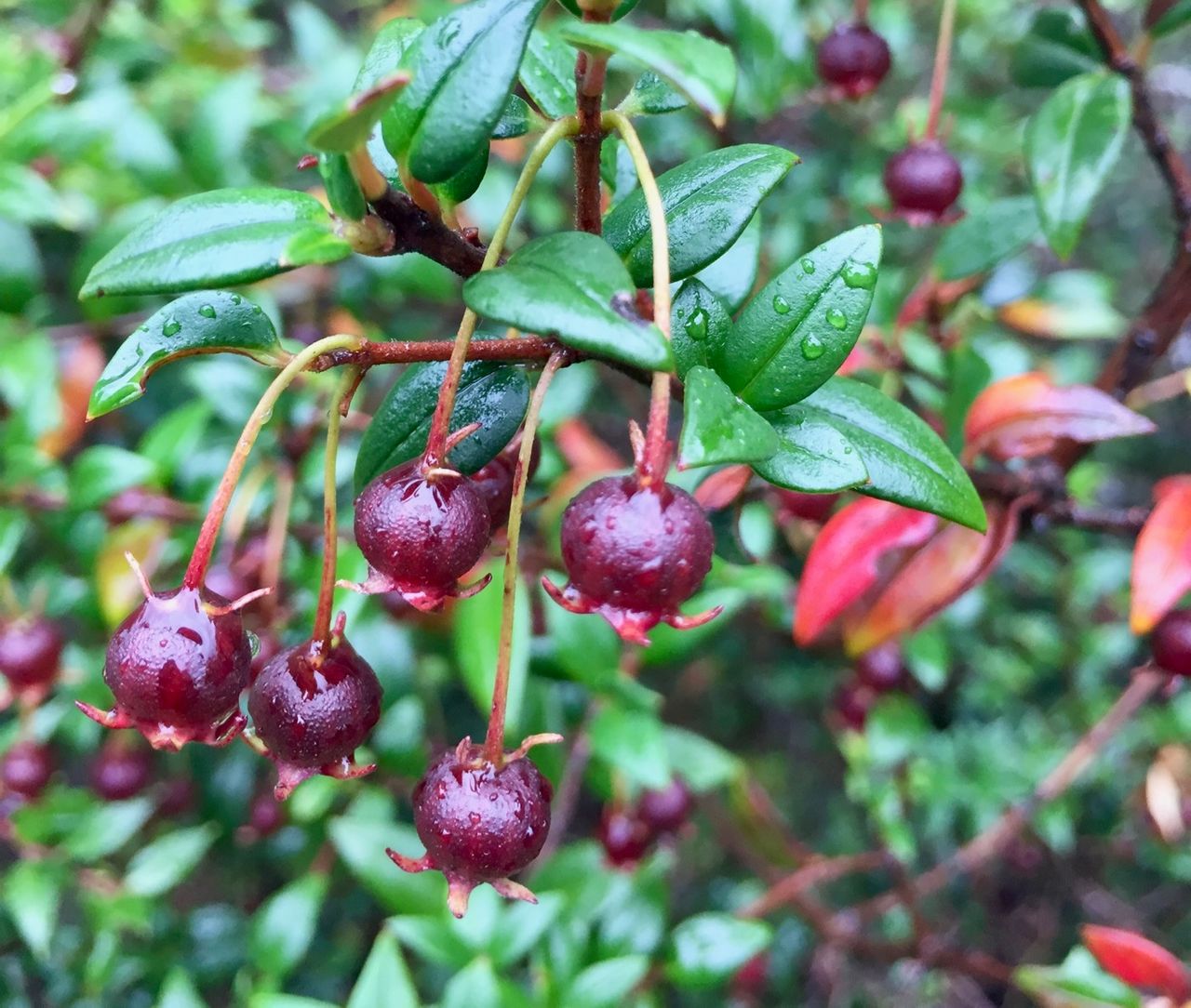 Murta berries.