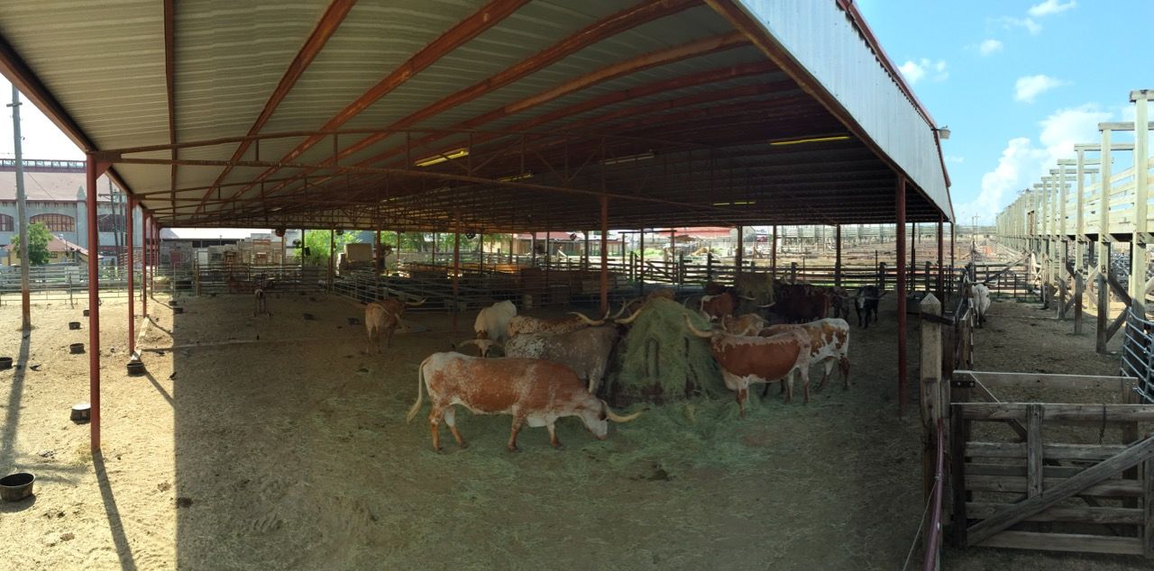 Panoramic photo of the stockyards where cattle are kept.