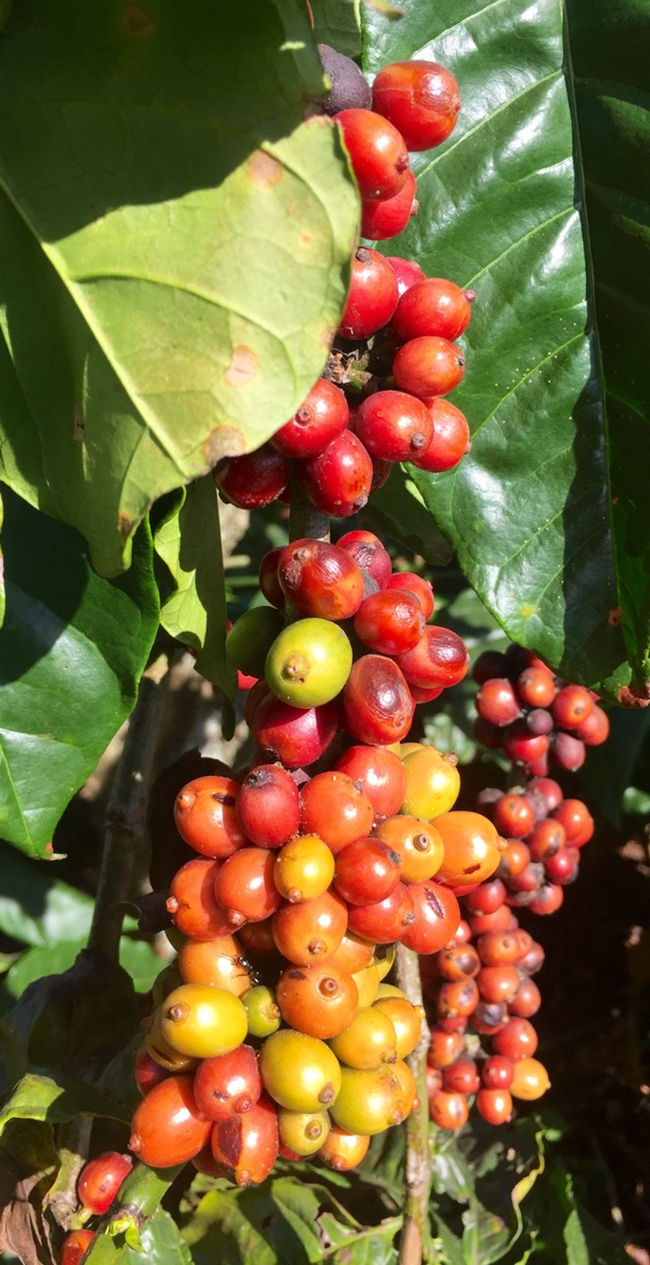 Coffee beans ready for harvest.