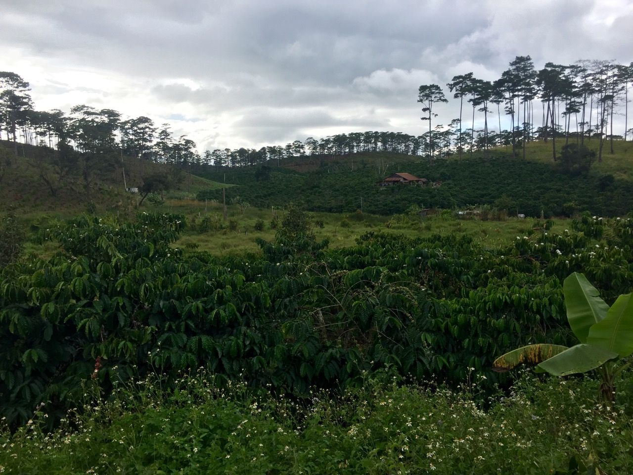 A coffee field with a single house in the middle.