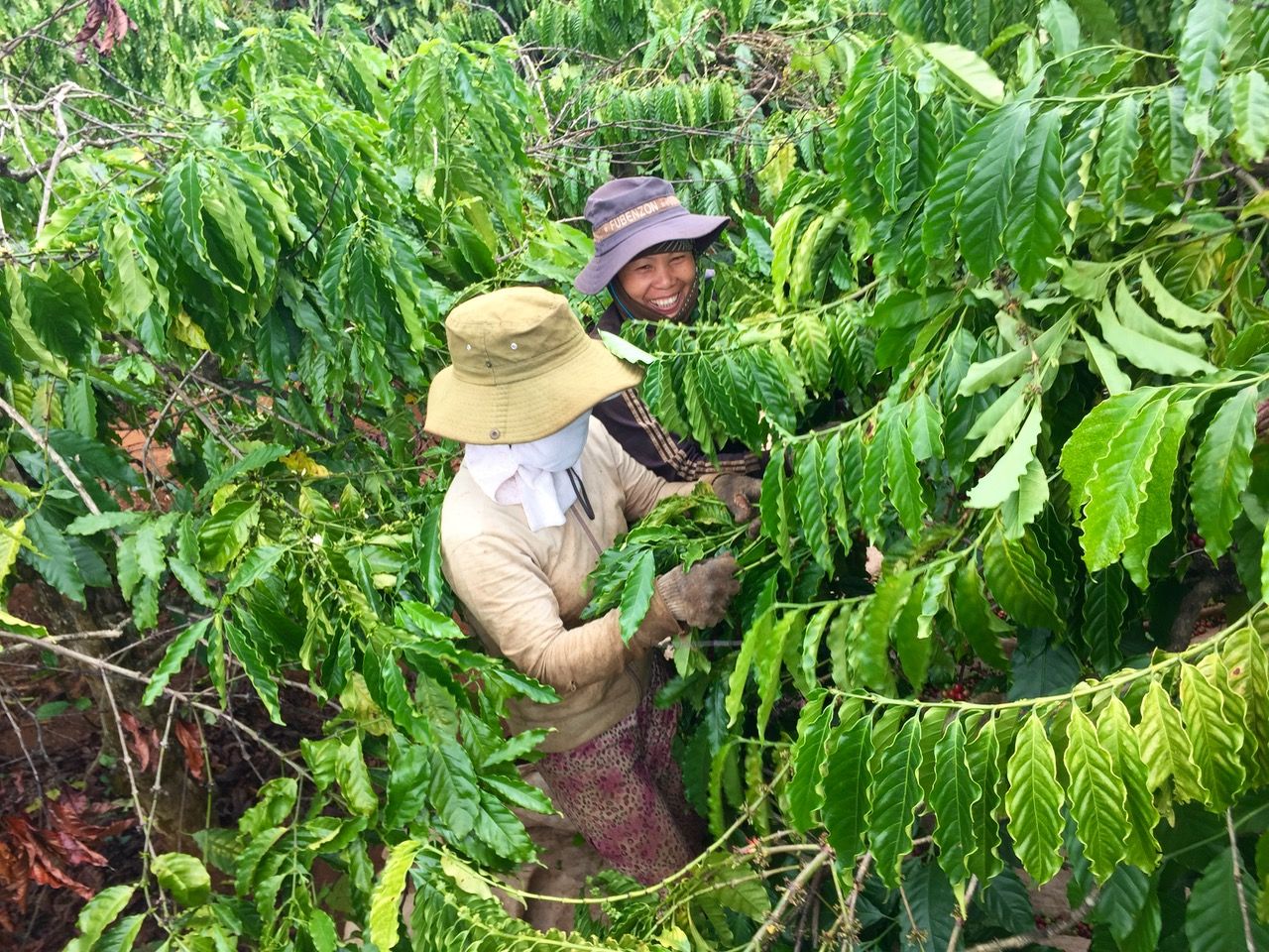 Happy women smiling and picking coffee beans.