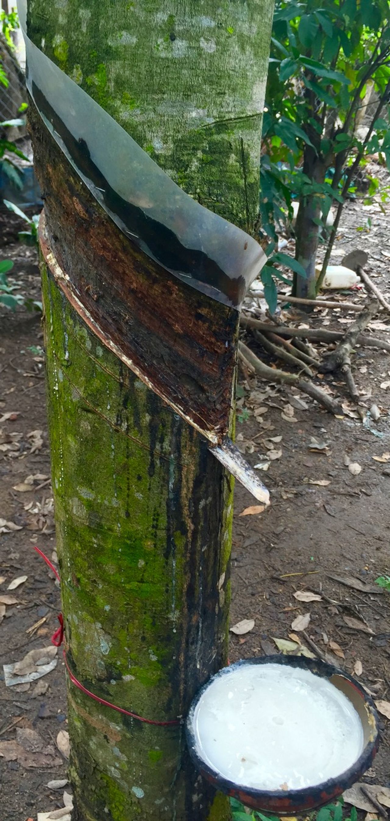 Rubber being extracted from a tree.