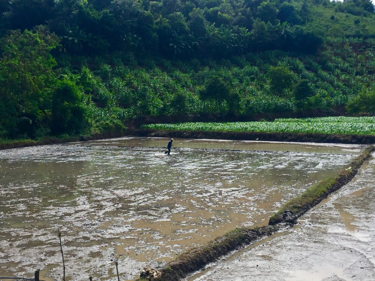 A man flattening the mud in a rice field.