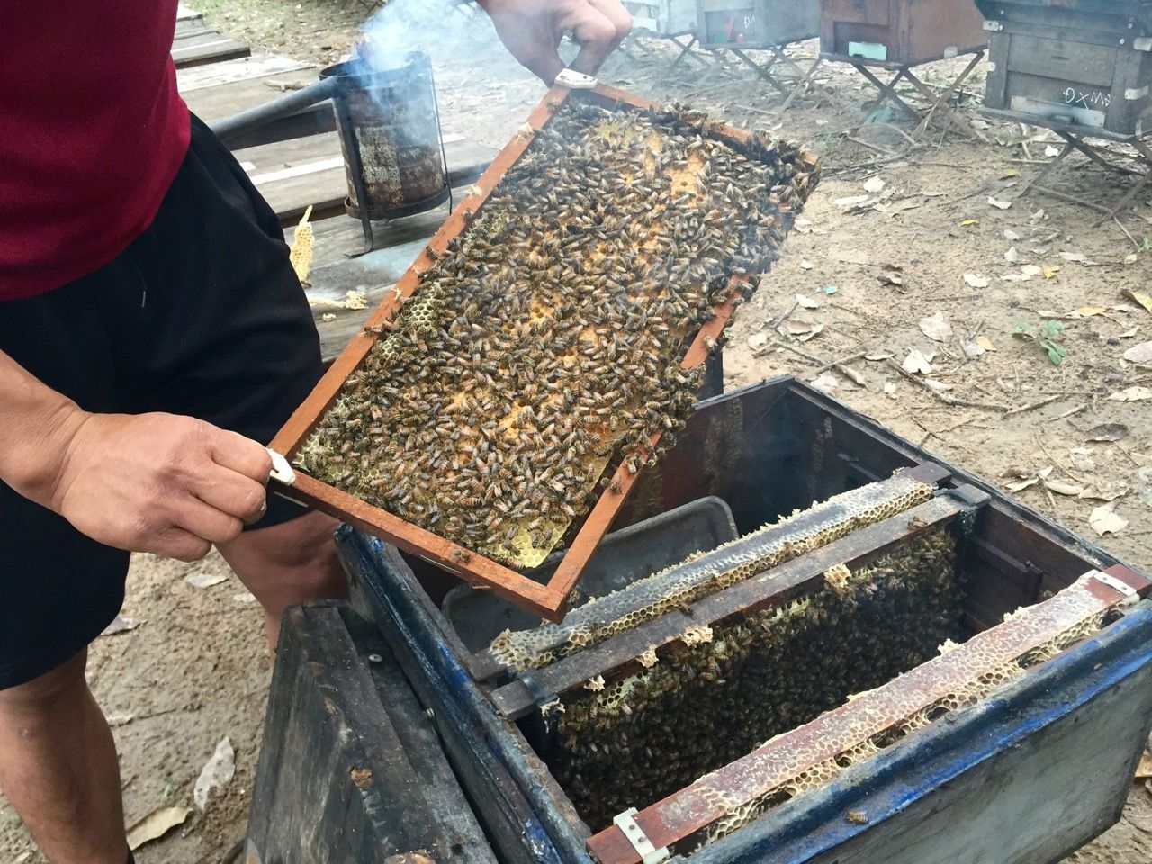 A beehive opened up to expose one layer of honeycomb.