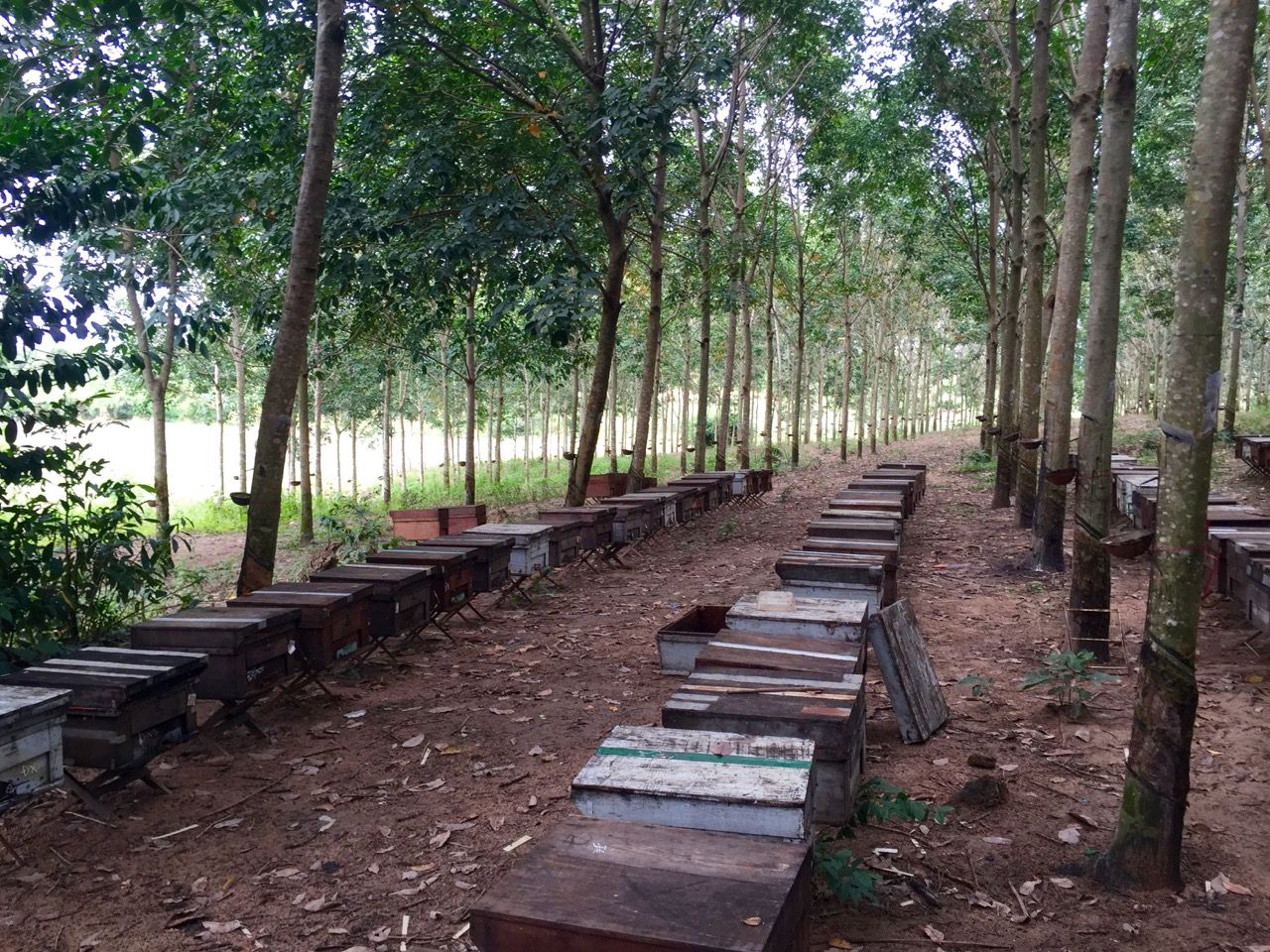 Rows of beehives and rubber trees.