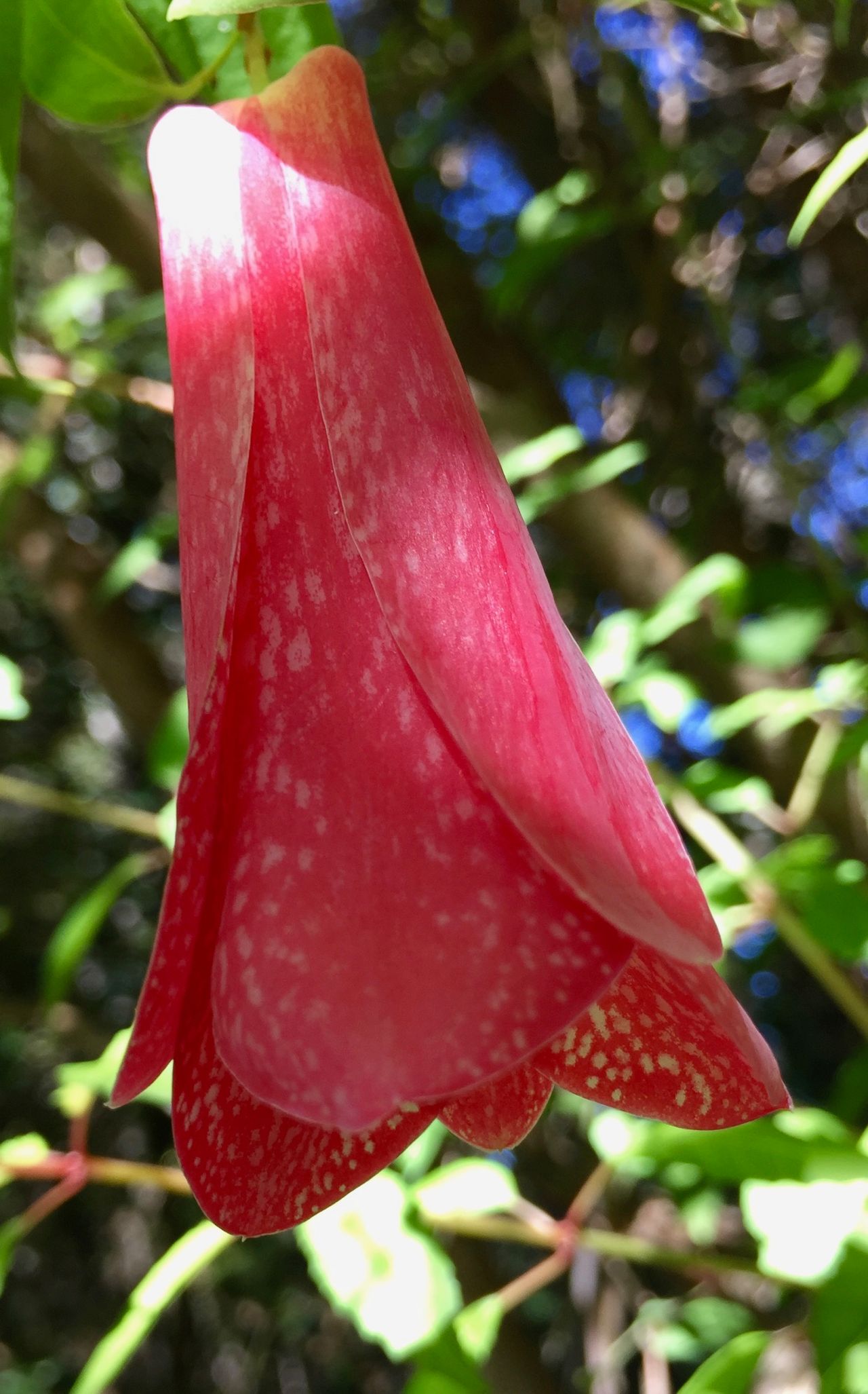 Profile of Copihue flower.