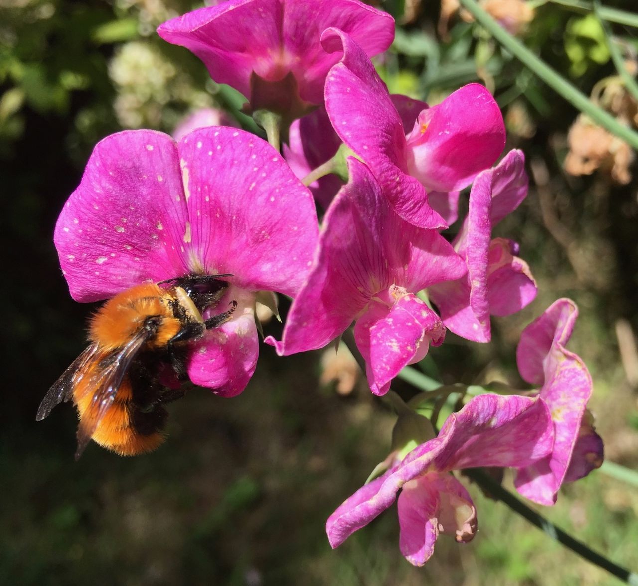 Bumblebee working on some pea blossoms.