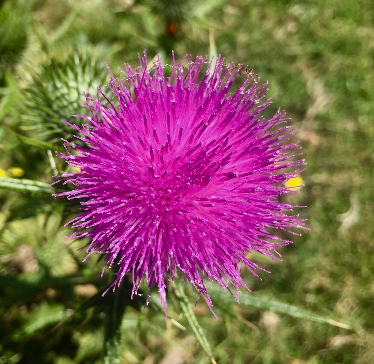A bright pink, spikey ball of a flower.