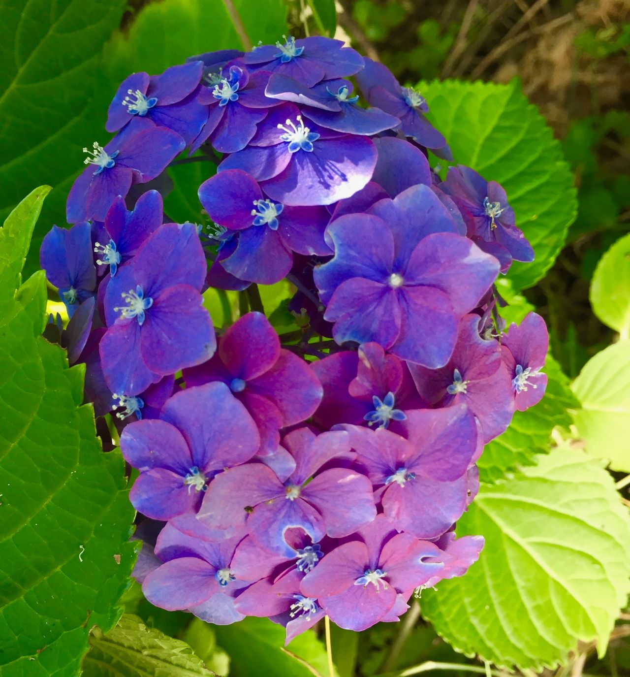 Blue and purple in one hydrangea.