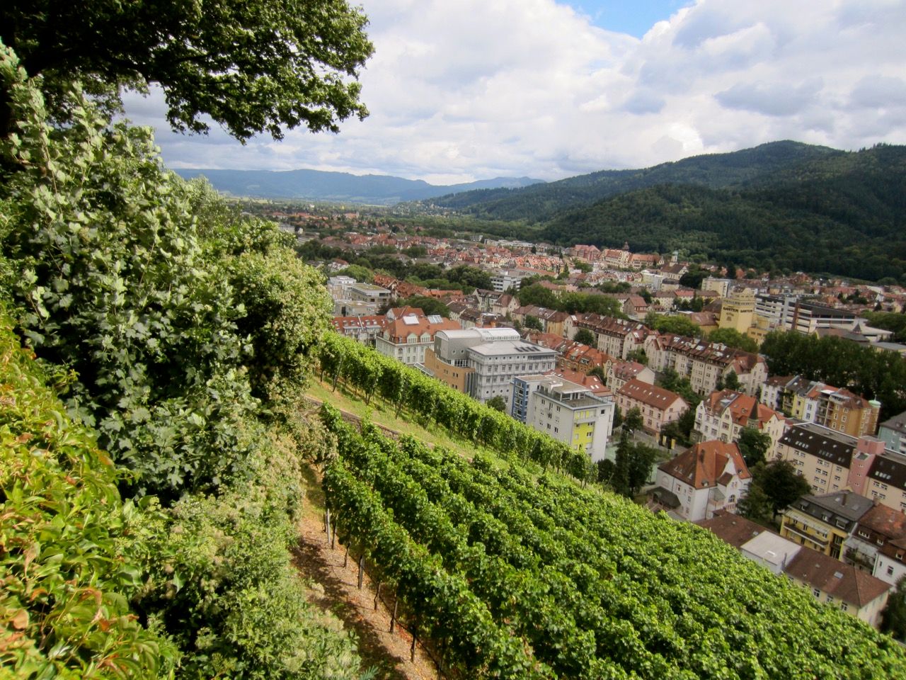 A scenic view of east Freiburg from atop a vineyeard-covered hill.