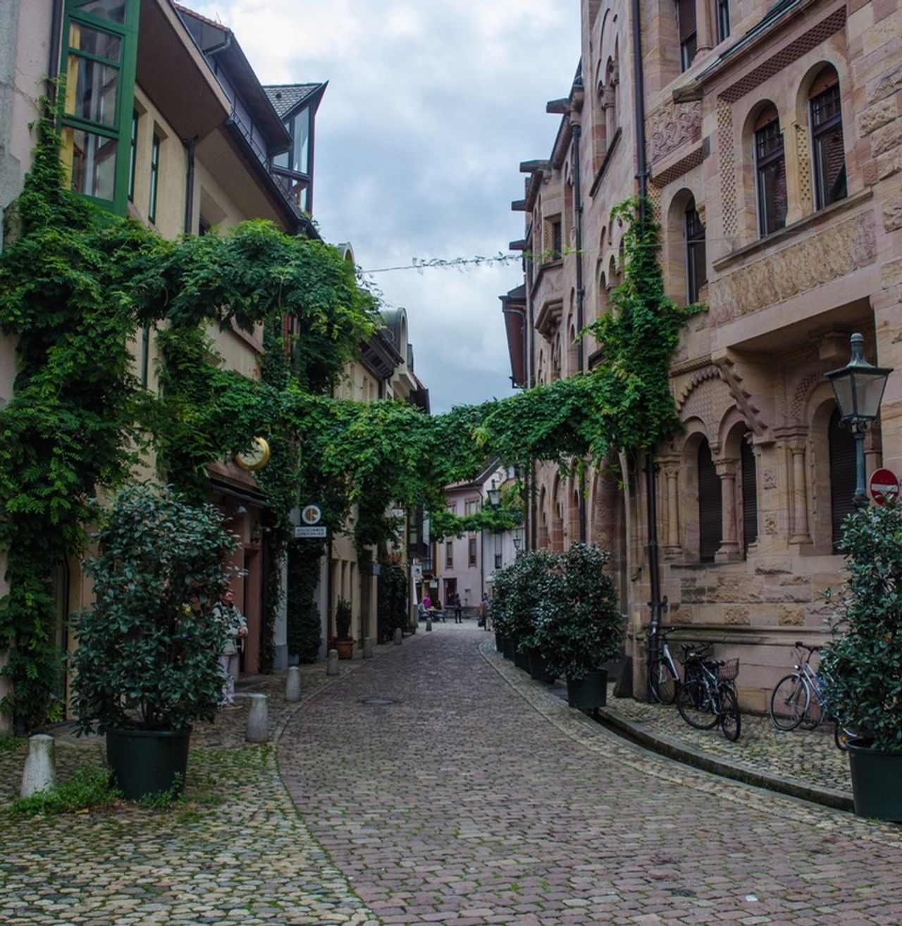 A street with lush, green vines overhead.