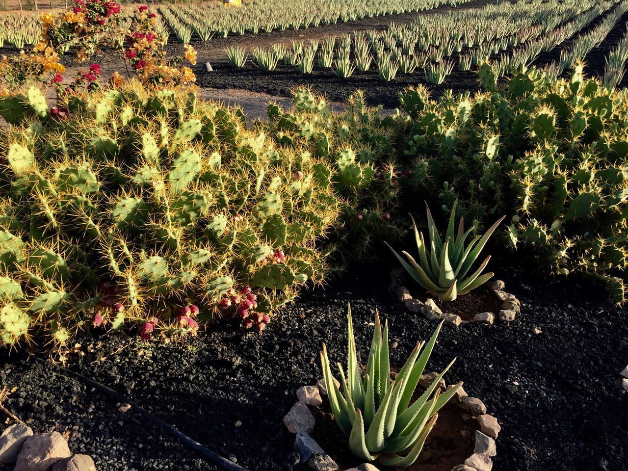 Decorative aloe plants. Aloe vera plantation in background.