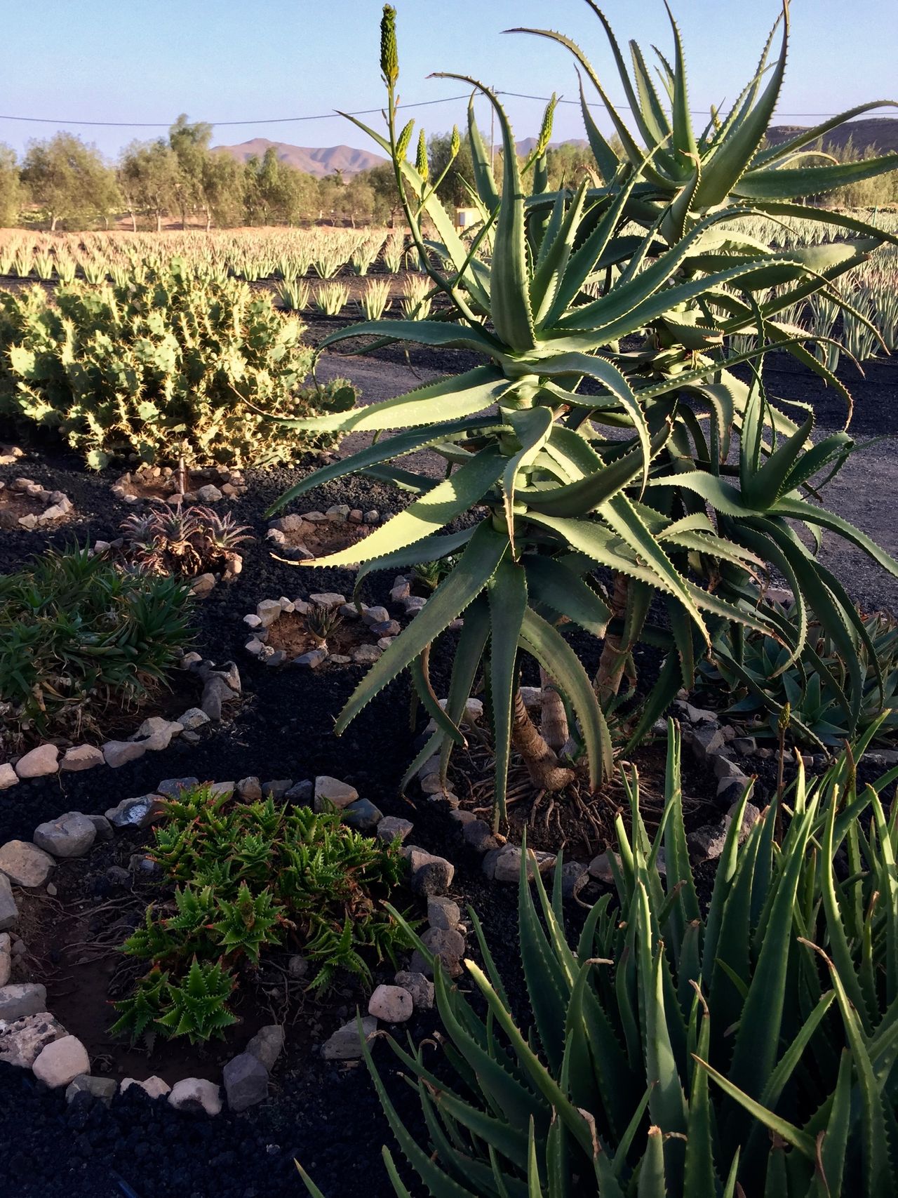 Decorative aloe plants. Aloe vera plantation in background.