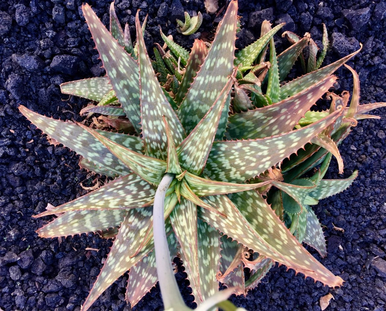 Decorative aloe plant.