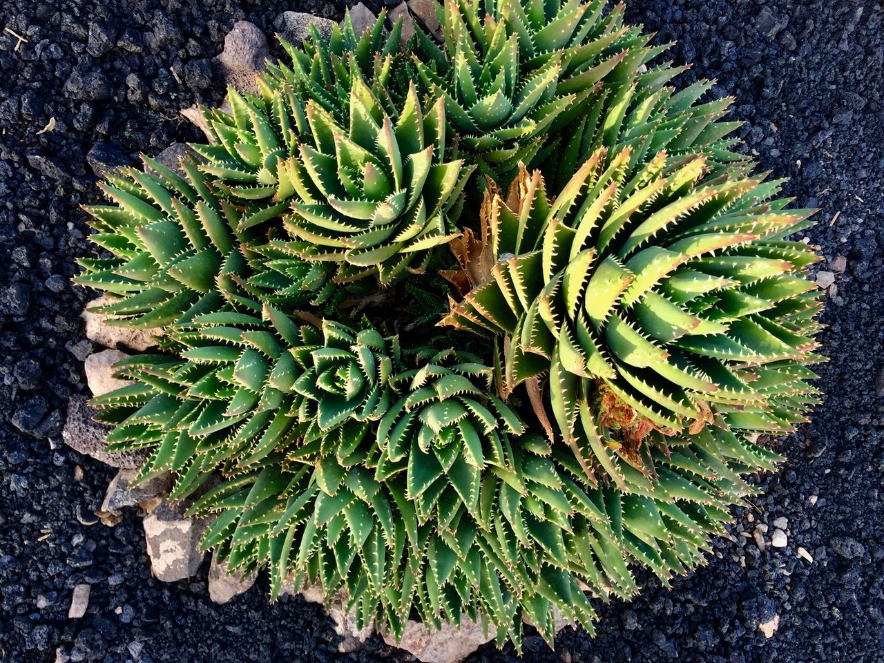 Decorative aloe plant.