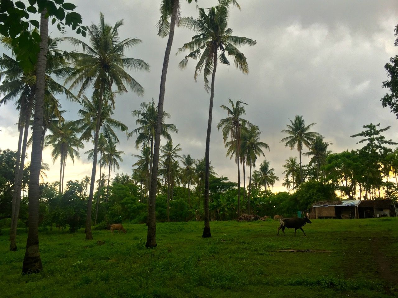 A field with cows and palm trees.