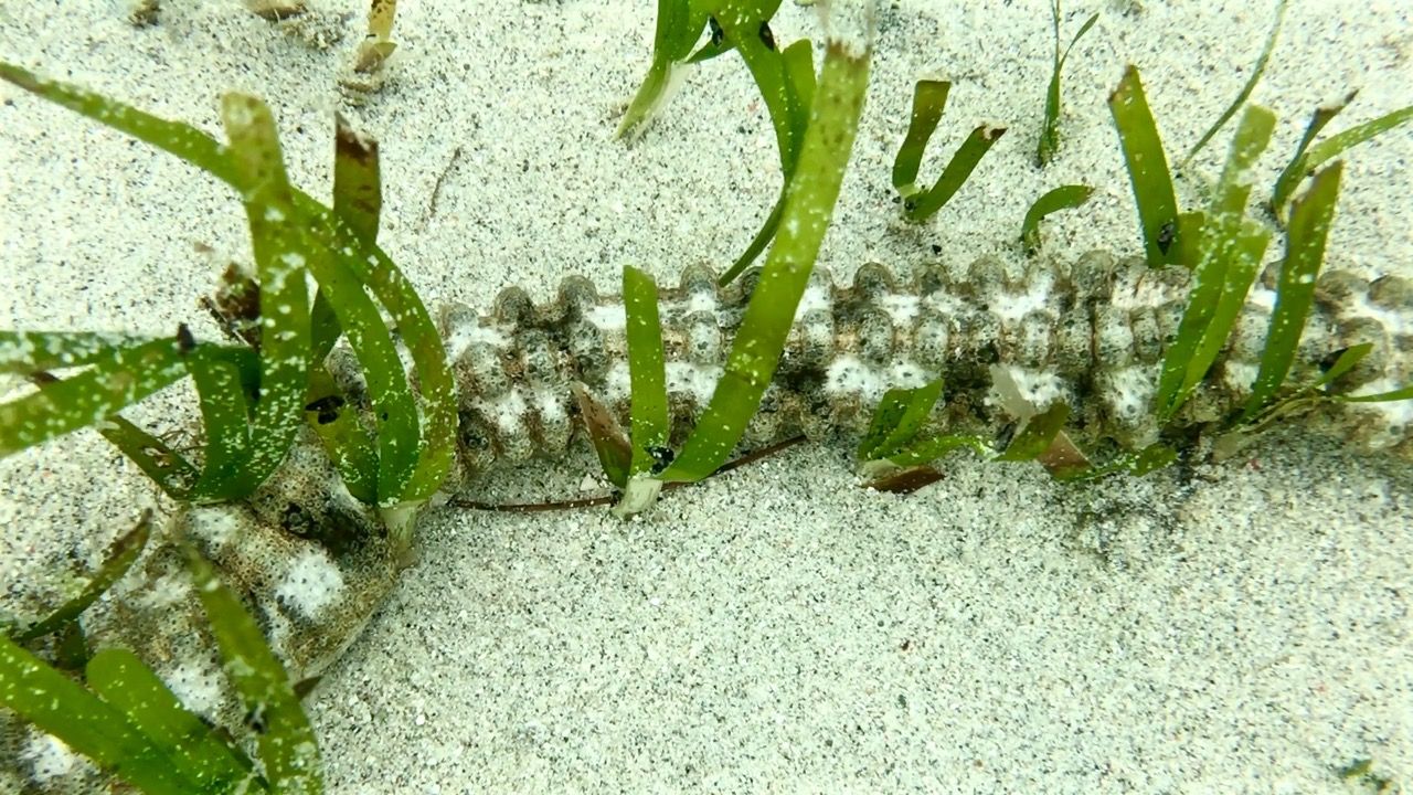 A sea worm creature.