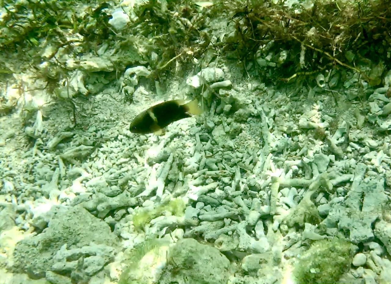 A lone fish swimming above broken white coral.