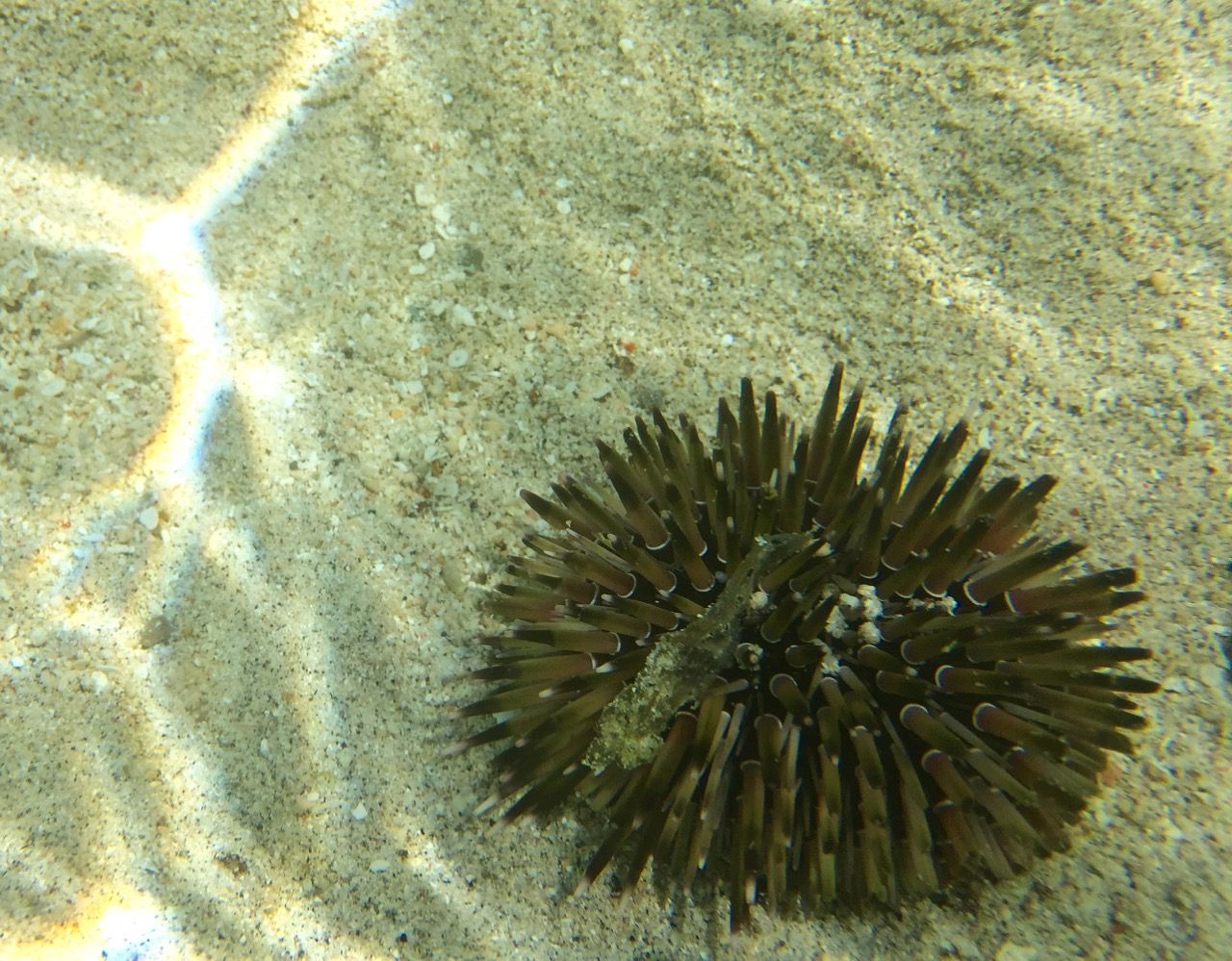 Small sea urchin.
