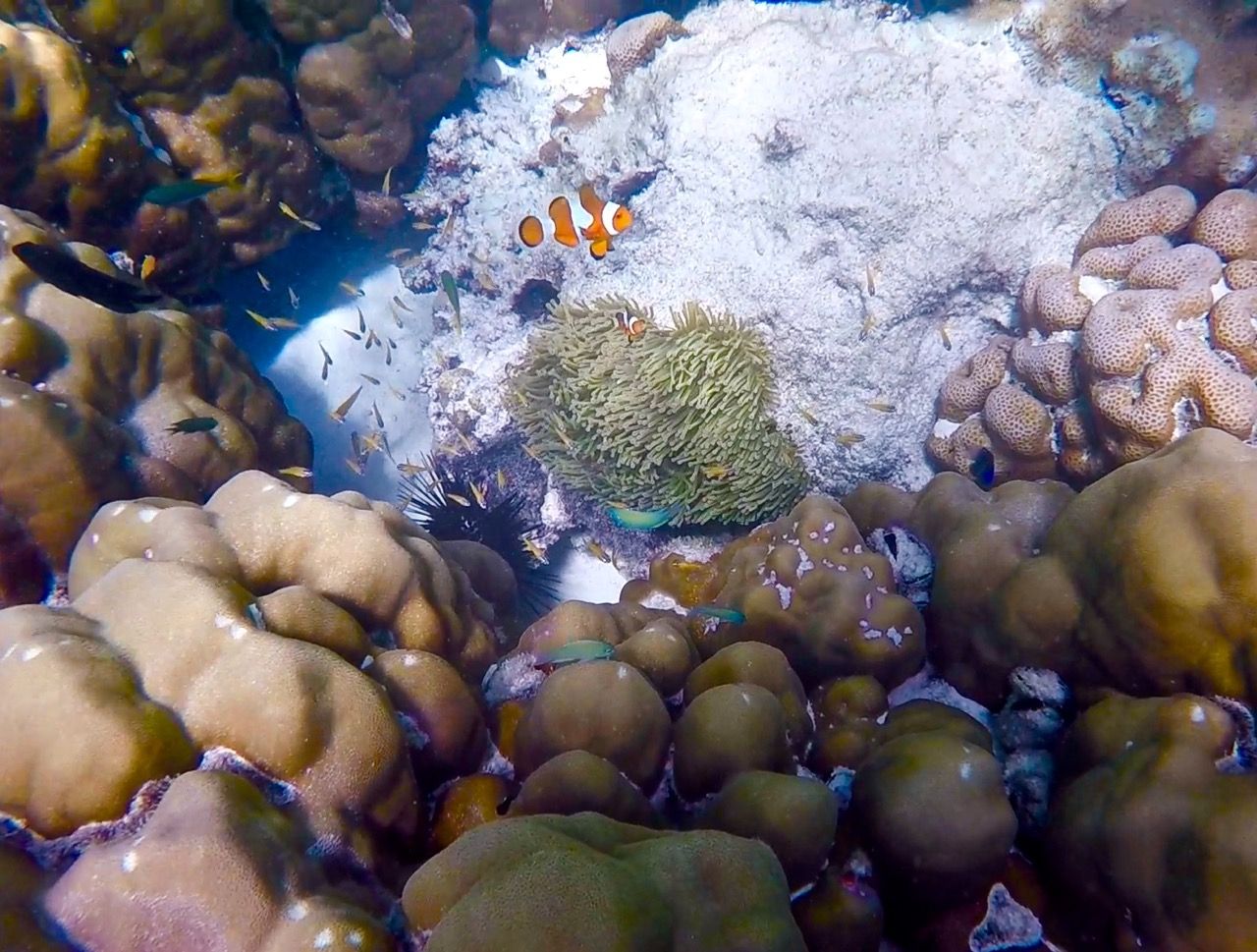 Clownfish hiding amongst the coral and urchins.