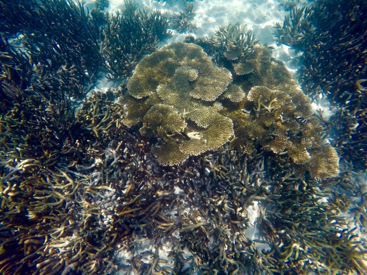 Coral in shallow water.