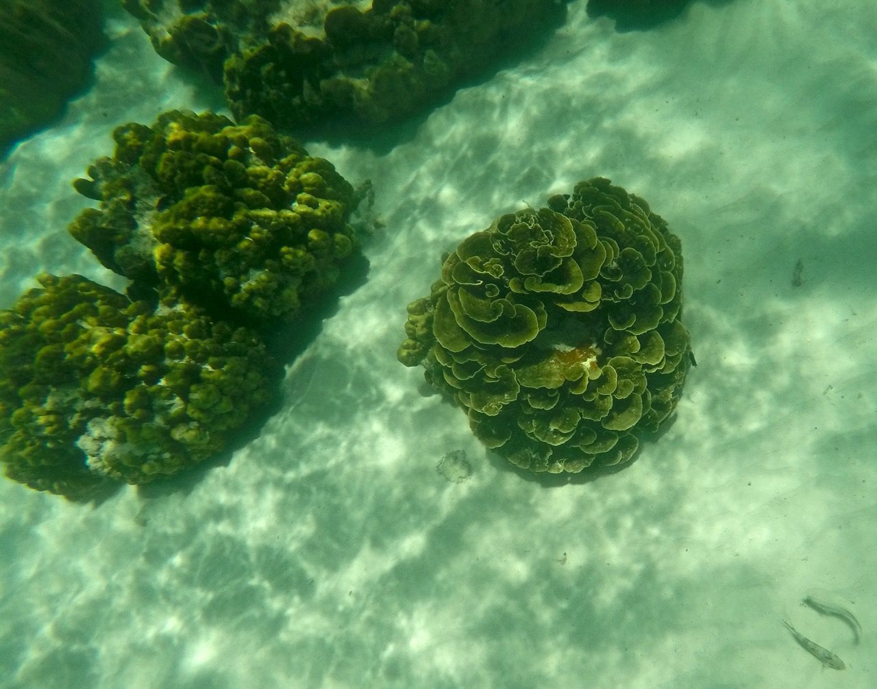 Small, rose-shaped coral.