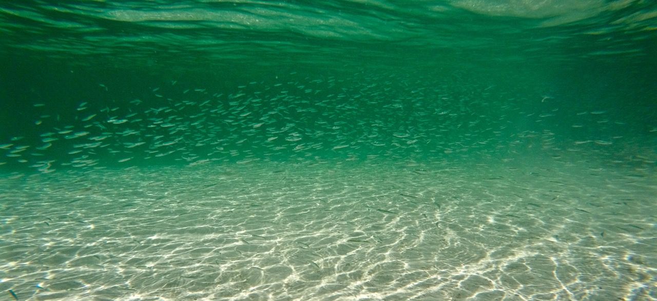 Thousands of fish swimming in shallow beach water.