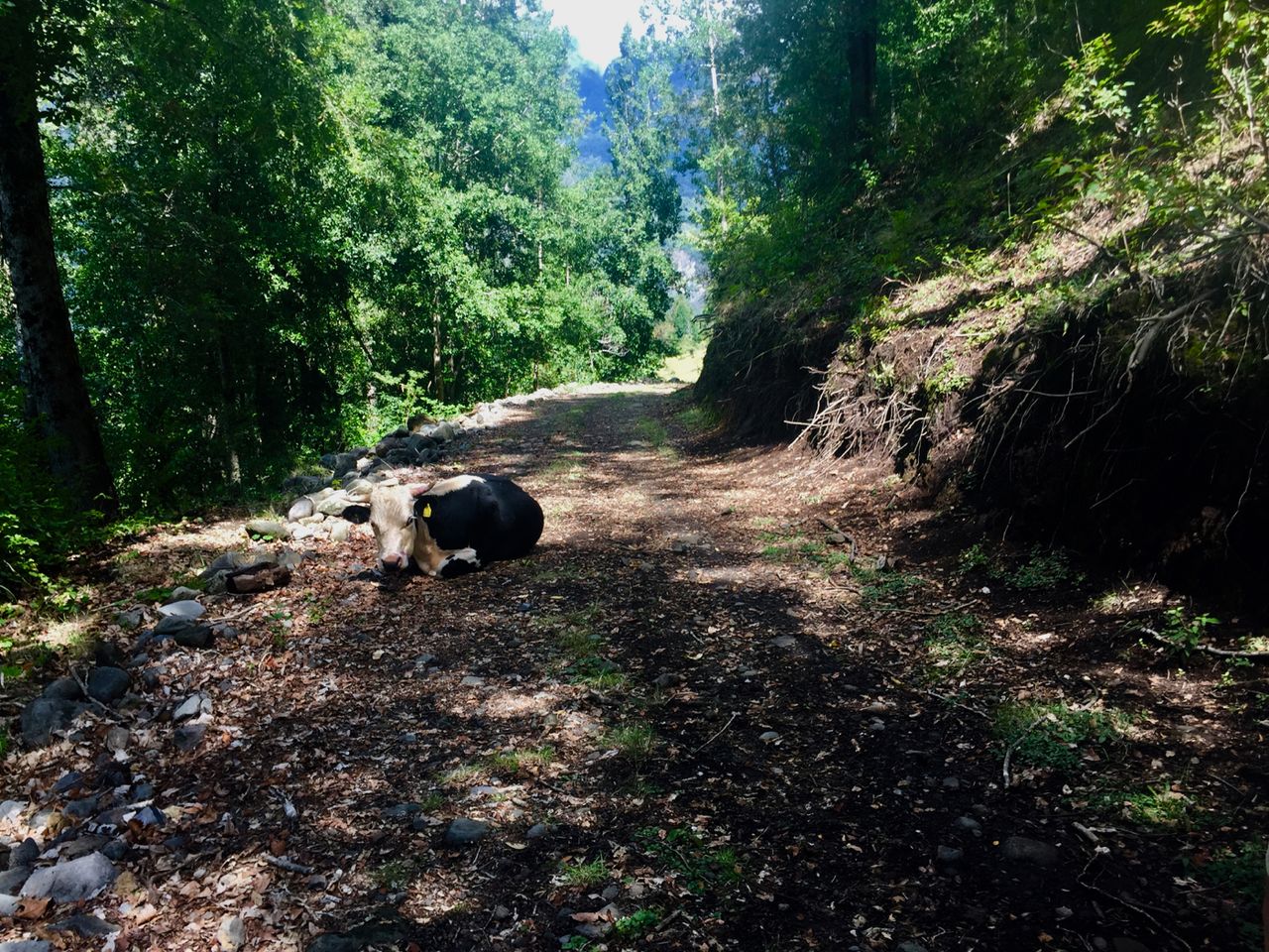 Cow laying on a path in the shade.