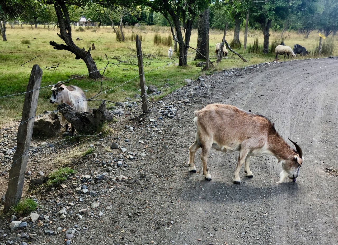 Goat eating food on a road.