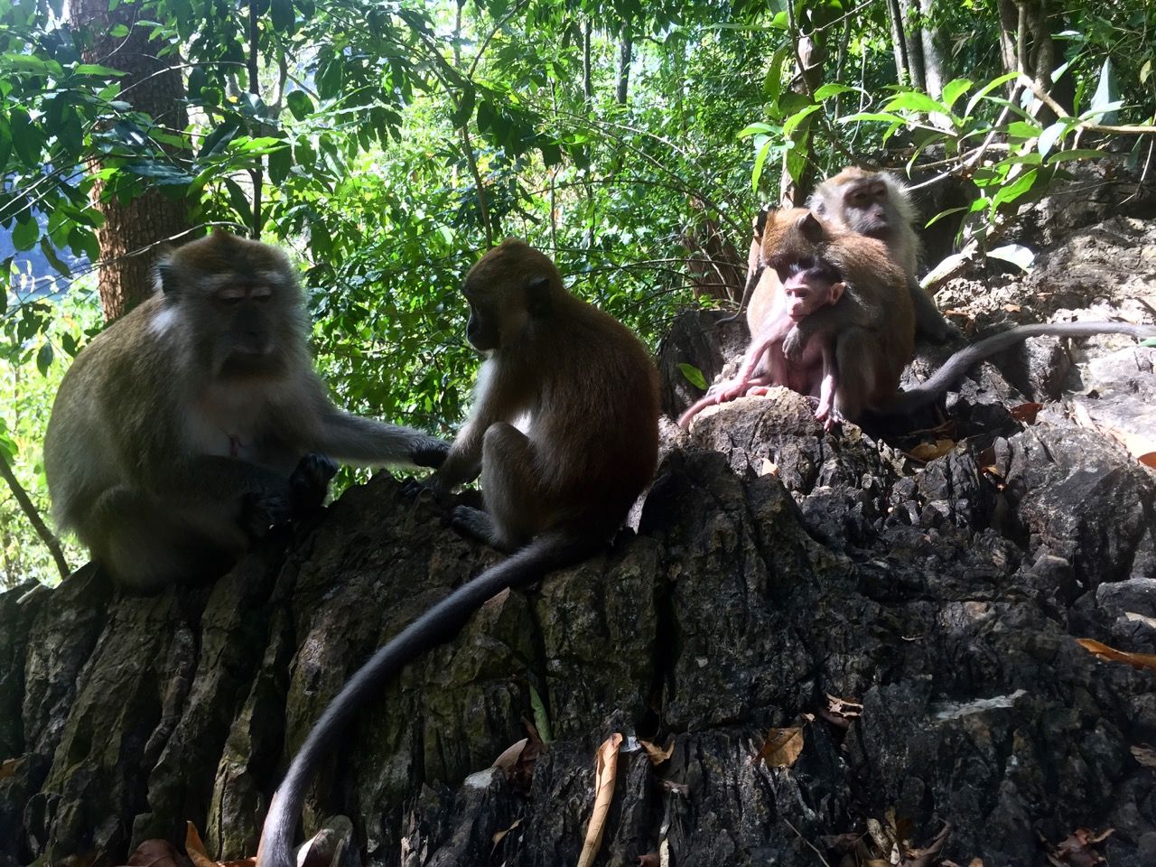 Monkeys sitting on a rock.
