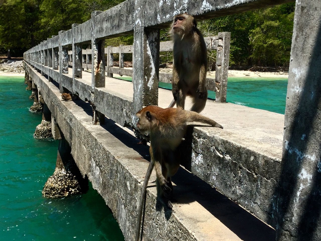 Three monkeys hanging out on a bridge.