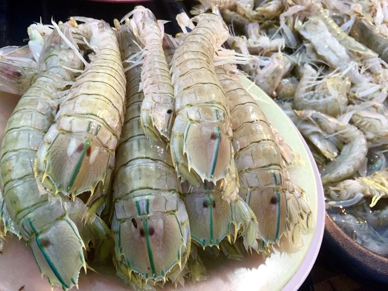 Tray of fresh mantis prawns.