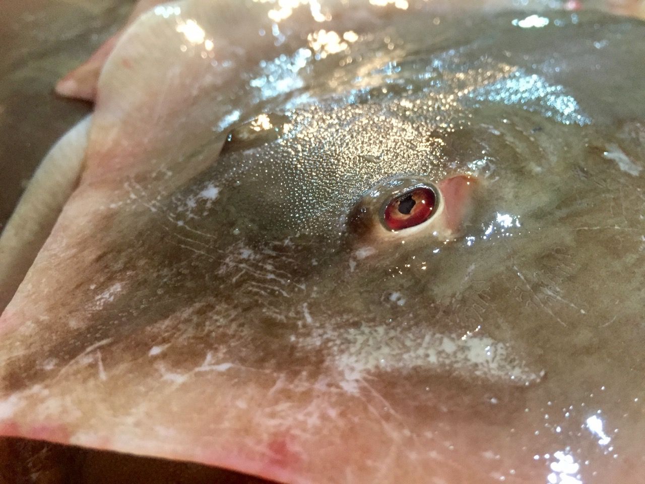 Close-up of a ray for sale.