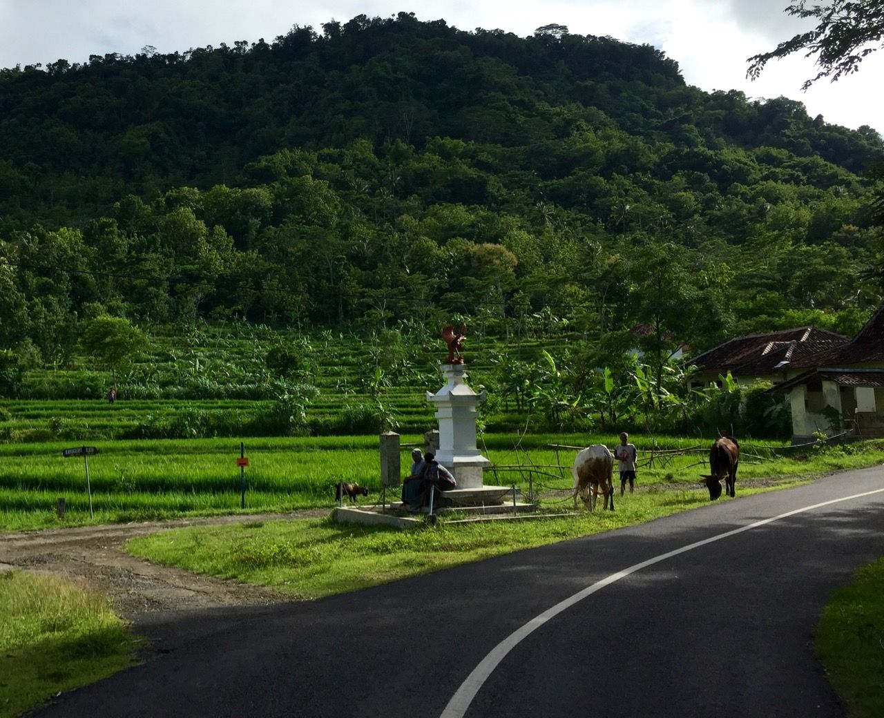 Cows feeding on grass near a road with jungle in the background.