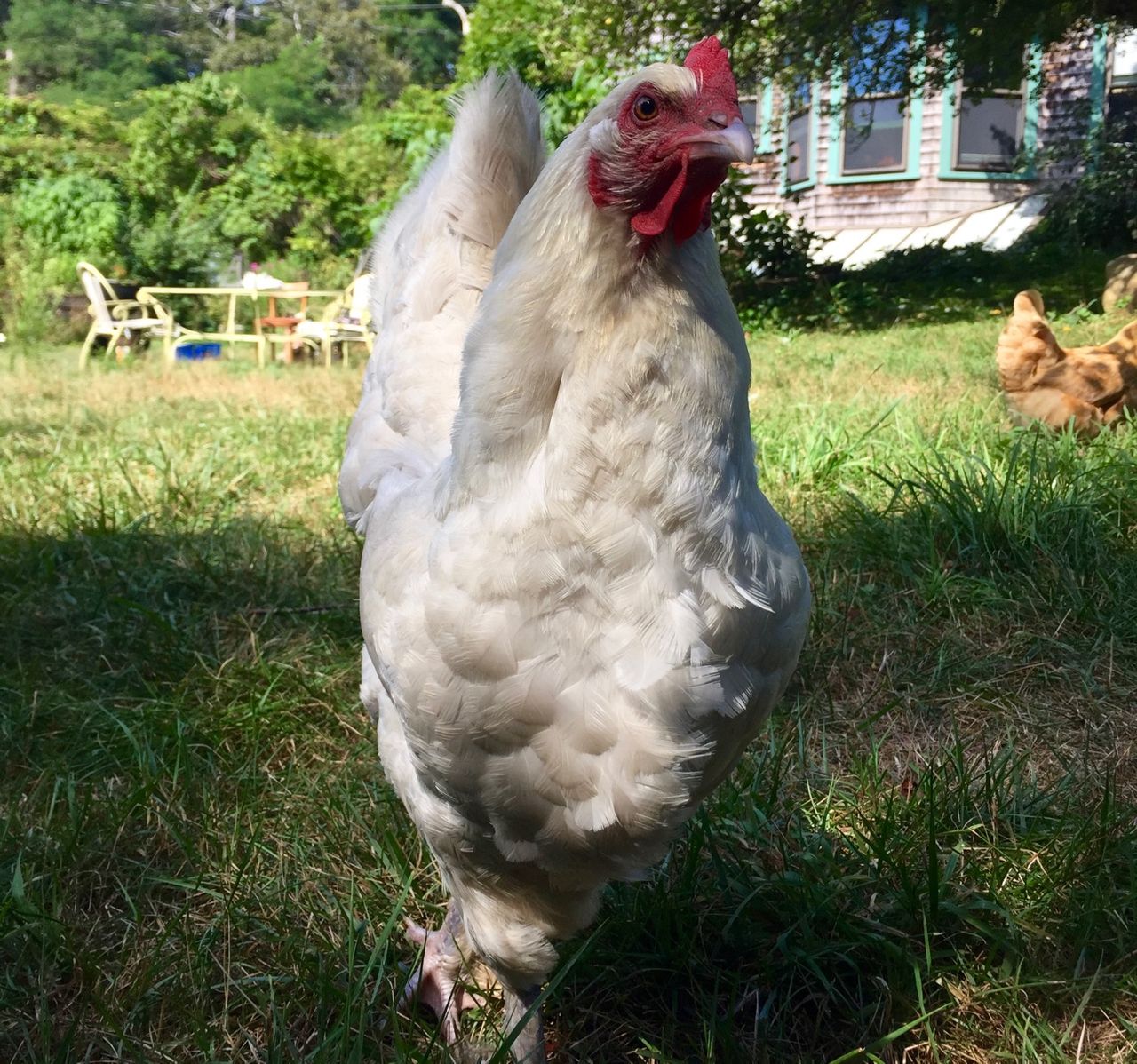Chicken glaring into camera.