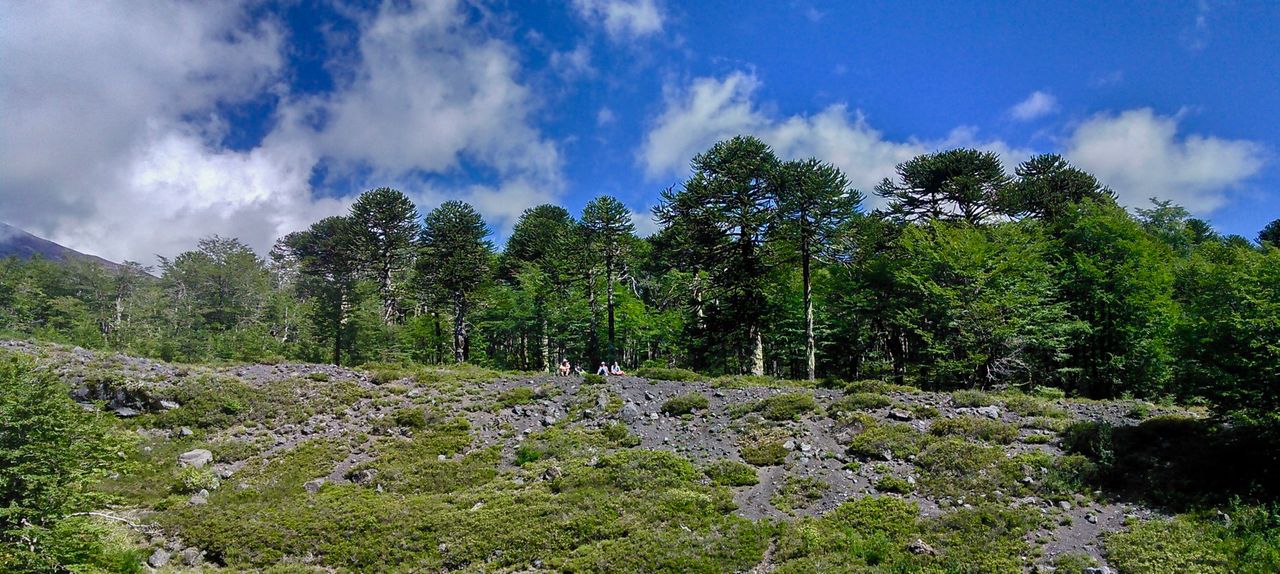 Panoramic of the araucaria grove.